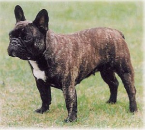 Bulldog Francês
