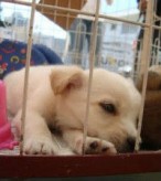 Filhotes de cachorro para adoçao