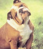 Bulldog Inglês