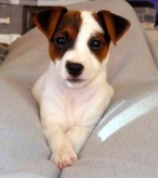 Jack Russell Terrier
