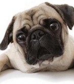 Pug