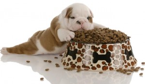 Ração para Cachorro
