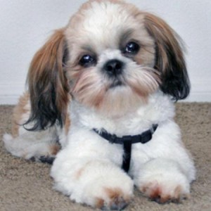 Shih Tzu