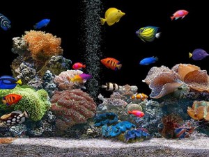 Aquário de Peixes