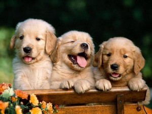 Filhotes de Cachorro