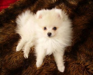 Lulu da Pomerânia