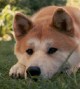 Akita