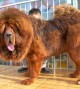 mastiff-tibetano-16