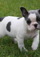 Bulldog Francês