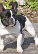 Bulldog Francês