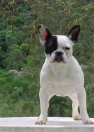 Bulldog Francês