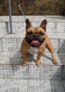 Bulldog Francês