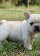 Bulldog Francês