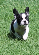 Bulldog Francês