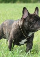 Bulldog Francês