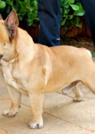 Bulldog Francês