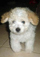 Filhotes de Cachorro