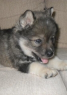Filhotes de Cachorro
