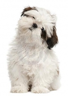 Filhotes de Cachorro