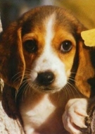 Filhotes de Cachorro