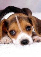 Filhotes de Cachorro