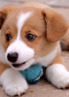 Filhotes de Cachorro