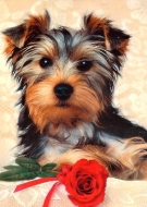 Filhotes de Cachorro