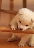 Filhotes de Cachorro