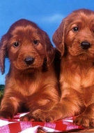 Filhotes de Cachorro