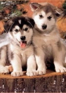 Filhotes de Cachorro