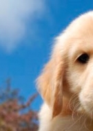 Filhotes de Cachorro