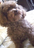 Filhotes de Cachorro