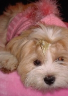 Filhotes de Cachorro