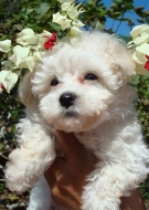 Filhotes de Cachorro