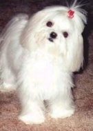 Filhotes de Cachorro