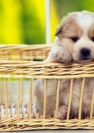 Filhotes de Cachorro