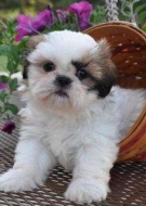 Filhotes de Cachorro