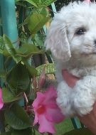 Filhotes de Cachorro