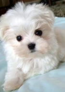 Filhotes de Cachorro