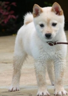 Filhotes de Cachorro