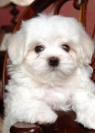 Filhotes de Cachorro