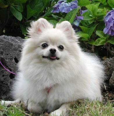 Cachorro Lulu da Pomerânia - Fotos e Características
