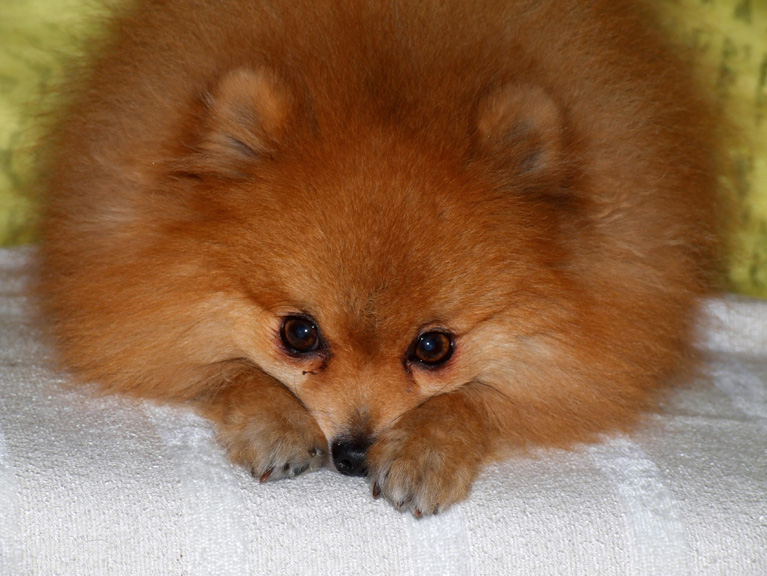 Cachorro Lulu da Pomerânia - Fotos e Características