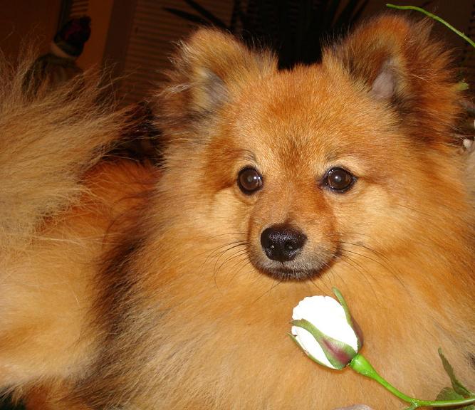 Cachorro Lulu da Pomerânia - Fotos e Características