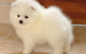 Spitz