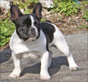 bulldog-frances-foto-2