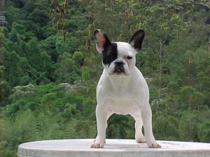 bulldog-frances-foto-3
