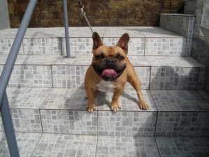 bulldog-frances-foto-4