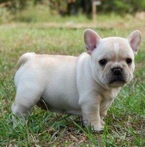 bulldog-frances-foto-5