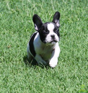 bulldog-frances-foto-6